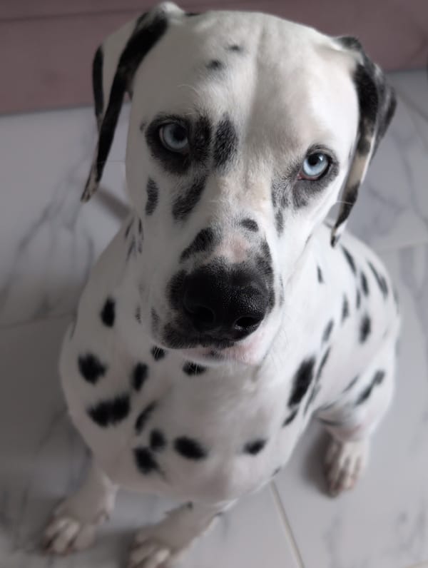 Dalmatian portrait on scenic Gelendzhik road