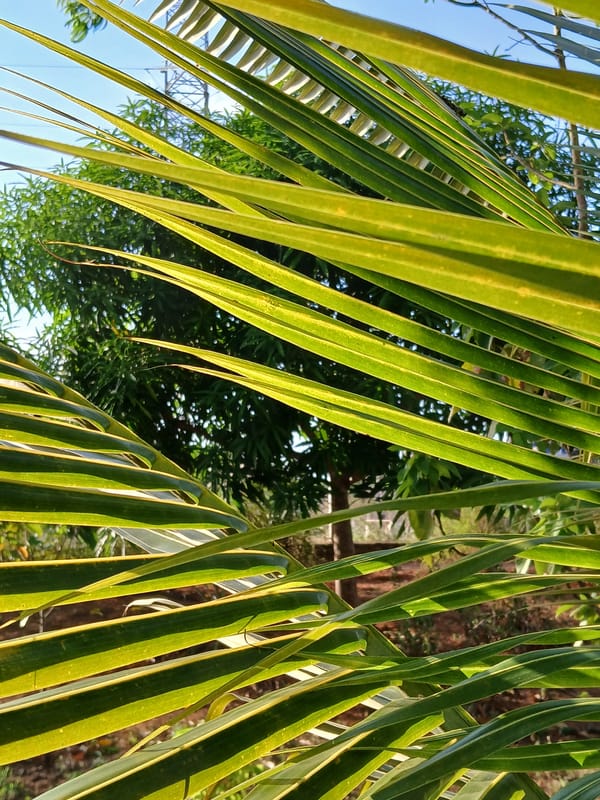 Urban decay scenes documented in Ciudad Guayana evening