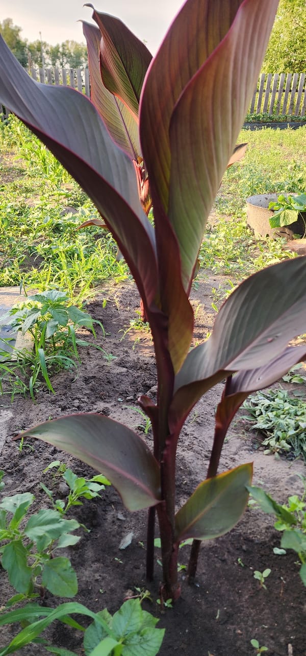Rural garden in Larichiha: well, canna lily, wooden outbuilding