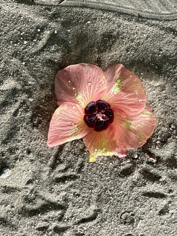 Water-dropped hibiscus flower found on sand in Badagry, Nigeria