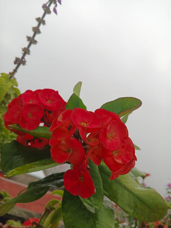 Garden moments captured in Caracas evening documentation