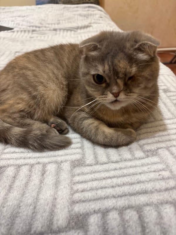 Scottish Fold cat observed resting on striped blanket