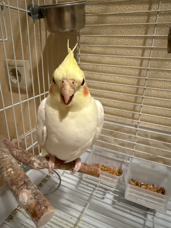 Pet cockatiel observed chirping in Moscow home cage