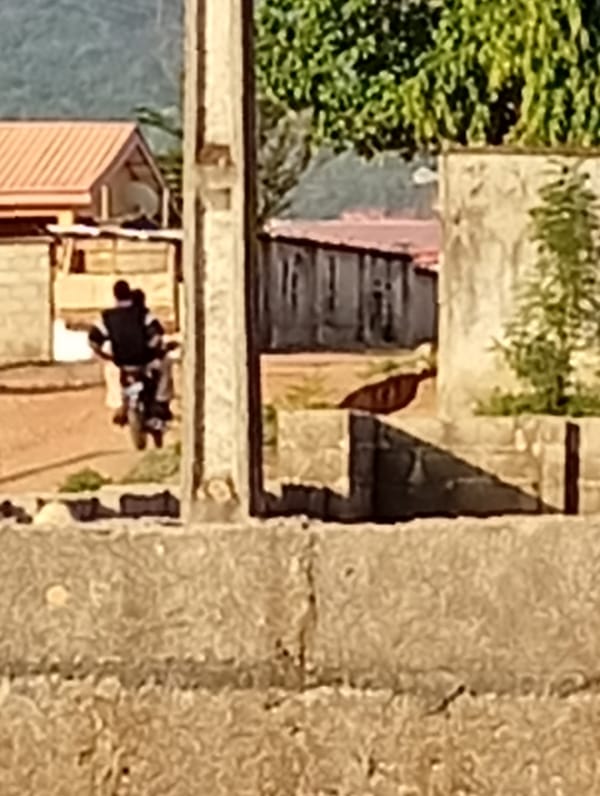 Daily life captured on dirt roads in developing residential area