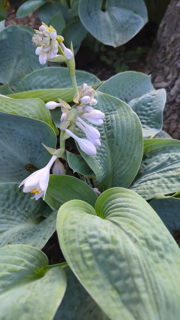Montreal garden in peak early summer — plants, bugs, details