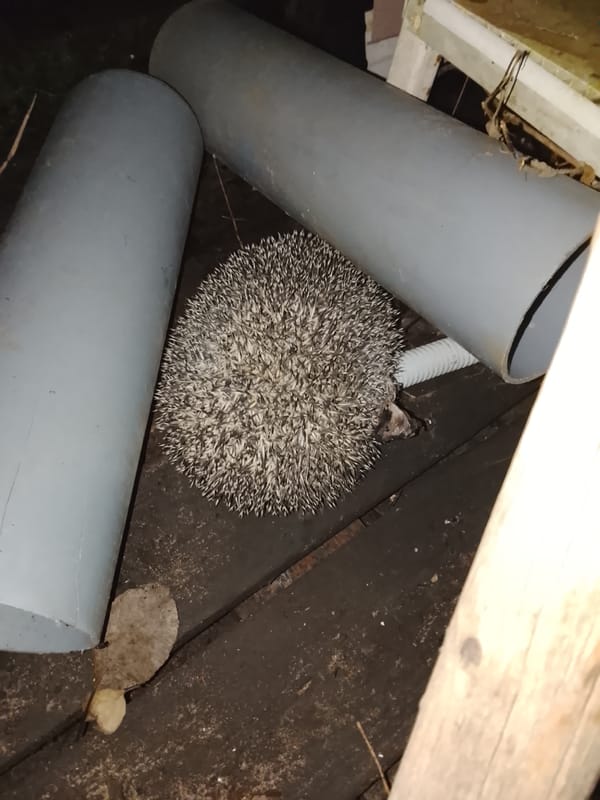 Hedgehog seeks shelter among pipes in Russian village