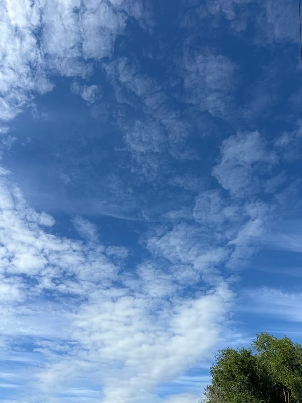 Sky-gazing session with clouds, trees, and wildflowers