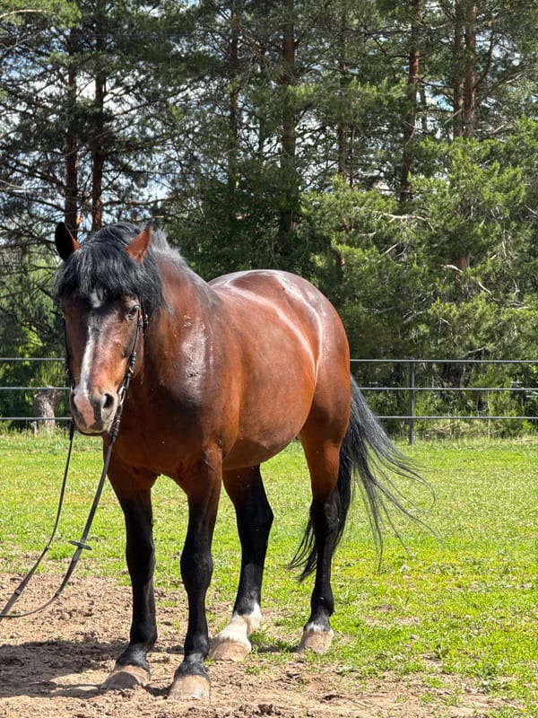 Horse grazes near flowering bushes in Chaikovsky park