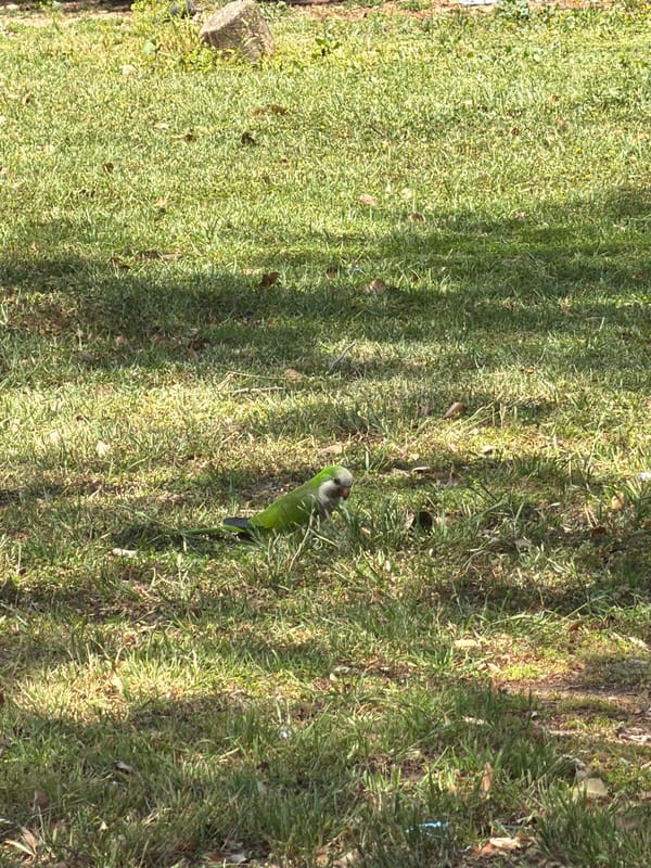 Morning scenes in Kiryat Bialik: birds, toddler, memorial display