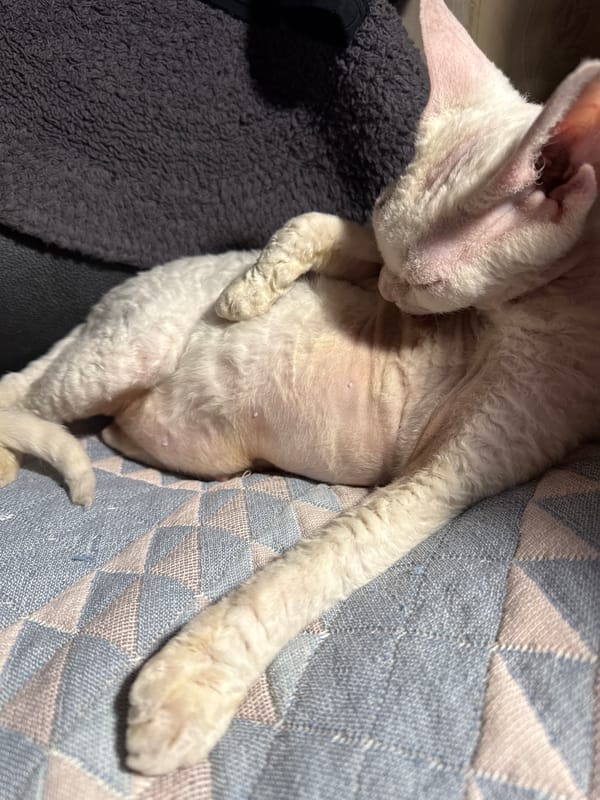 Devon Rex cat steals the show in a casual at-home shoot