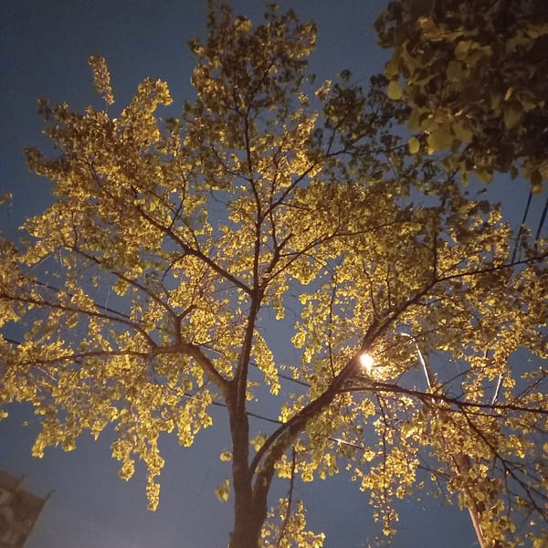 Moscow witness captures illuminated street trees at night