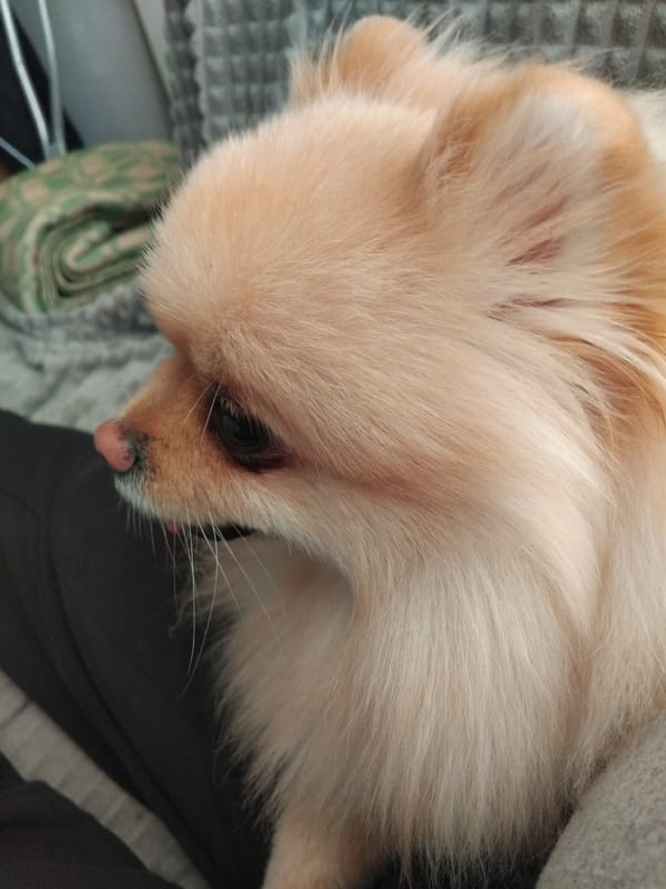 Pomeranian dog photographed in close-up shots in Apriltsi, Bulgaria