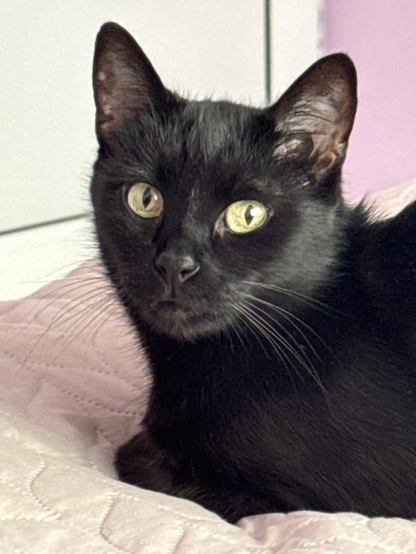 Black cat with green eyes spotted resting on quilted surface