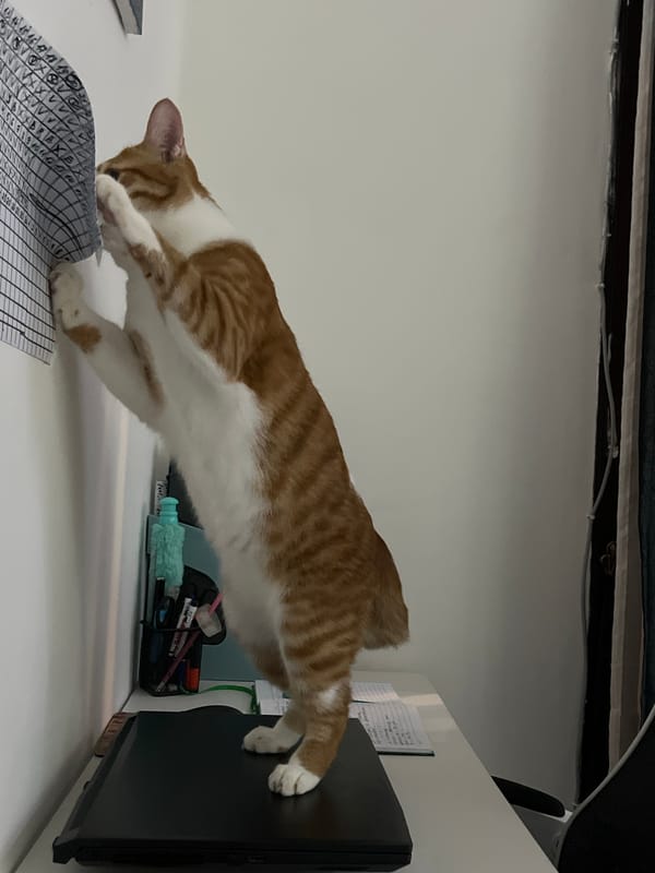 Orange tabby cat explores workspace, receives pets in Indonesia