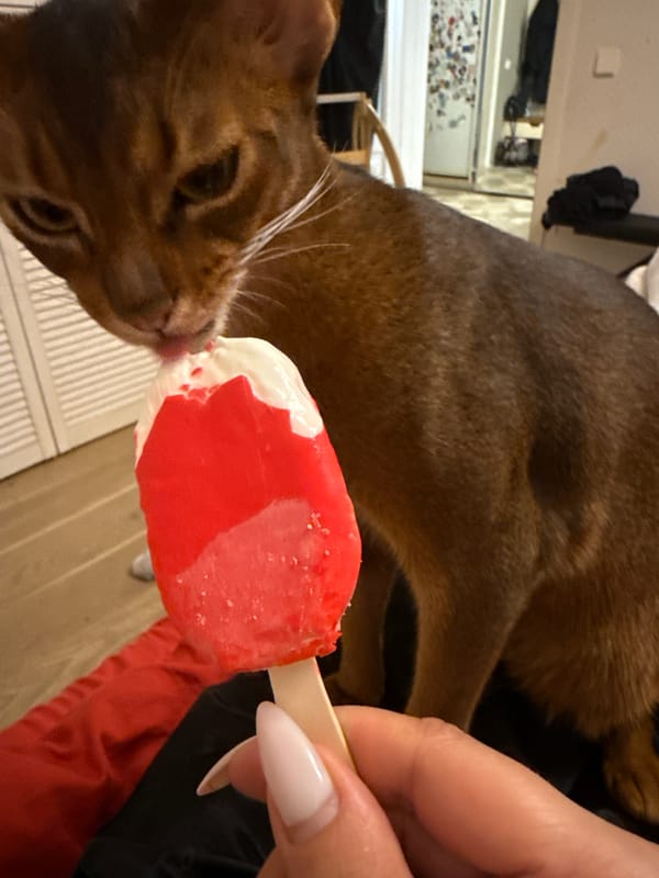 Abyssinian cat tastes a melting popsicle in Minsk