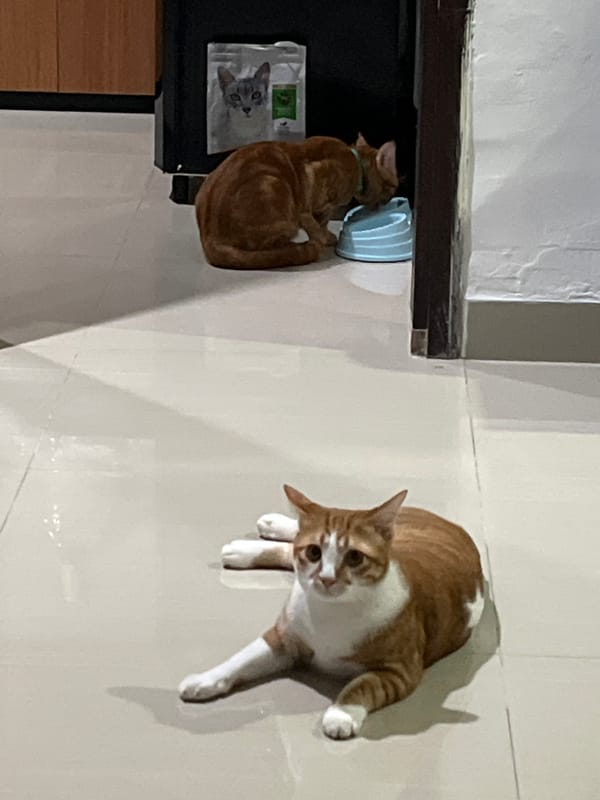 Woman Takes Cat Selfies While Wearing Cat Ears in Indonesia