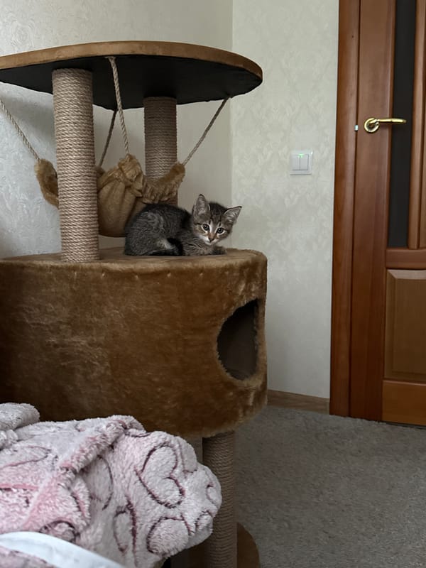 Kitten explores cat tree during indoor photo session