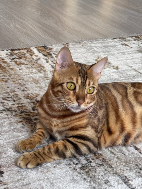 Bengal cat observed in Krasnoyarsk home with city views