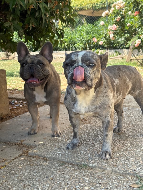 French Bulldogs in an Italian backyard, with garden details