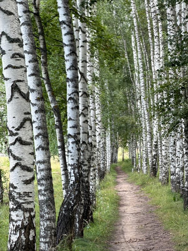 Multiple angles on a birch forest trail