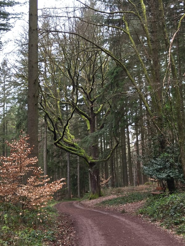 Morning documentation of bear sculpture and telecom tower in Mettlach