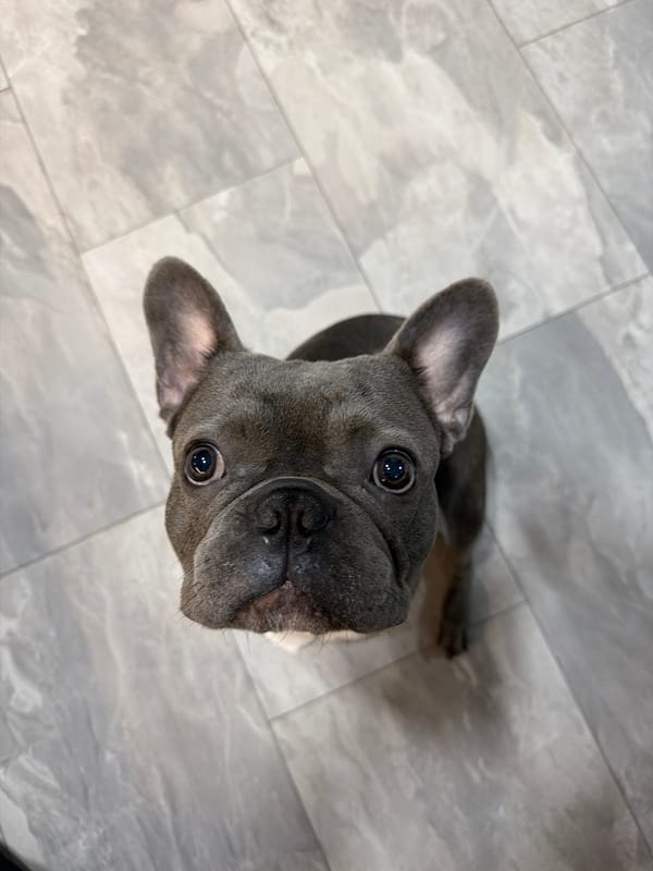 French Bulldog photographed repeatedly during afternoon in Ruse, Bulgaria