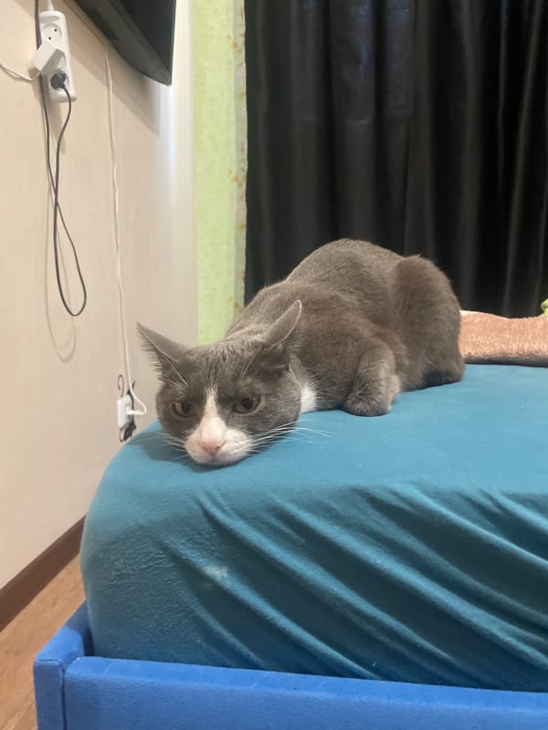 Gray cat's morning routine captured across domestic settings