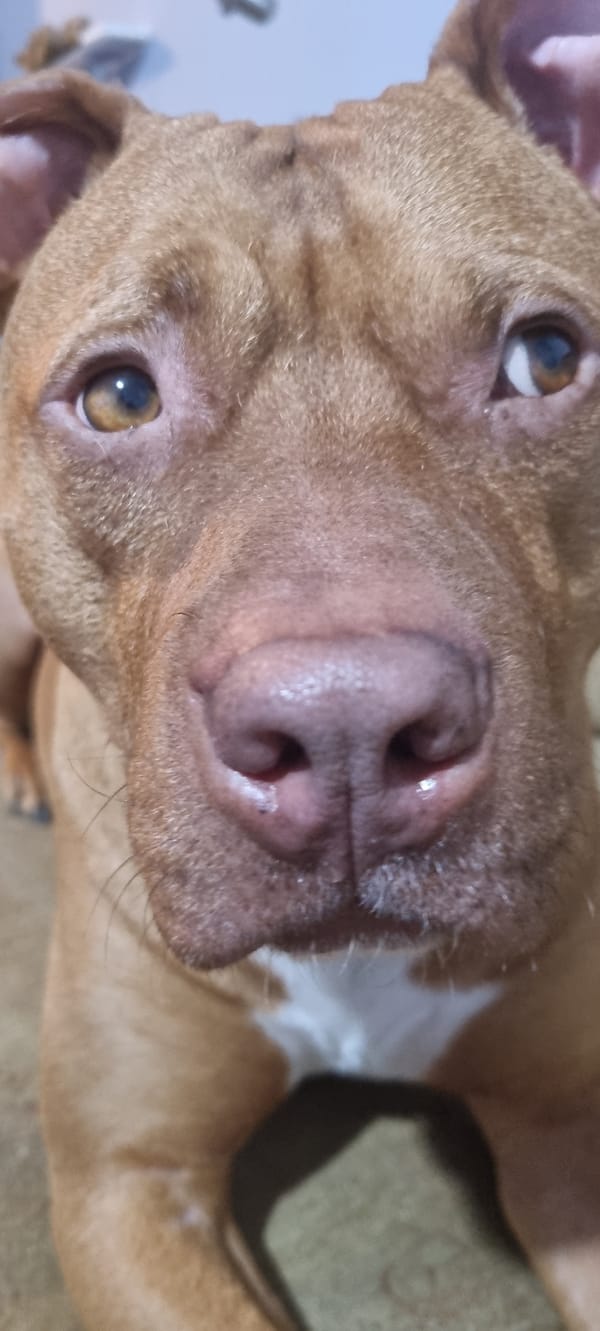 Dog photographed resting indoors in Sofia over 11 minutes