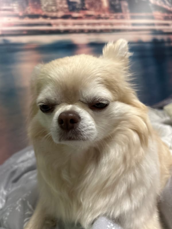 Small fluffy dog caught in a series of moody close-ups