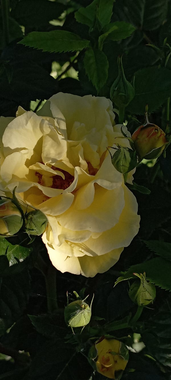 Rose garden bloom documentation in Radisne, Ukraine