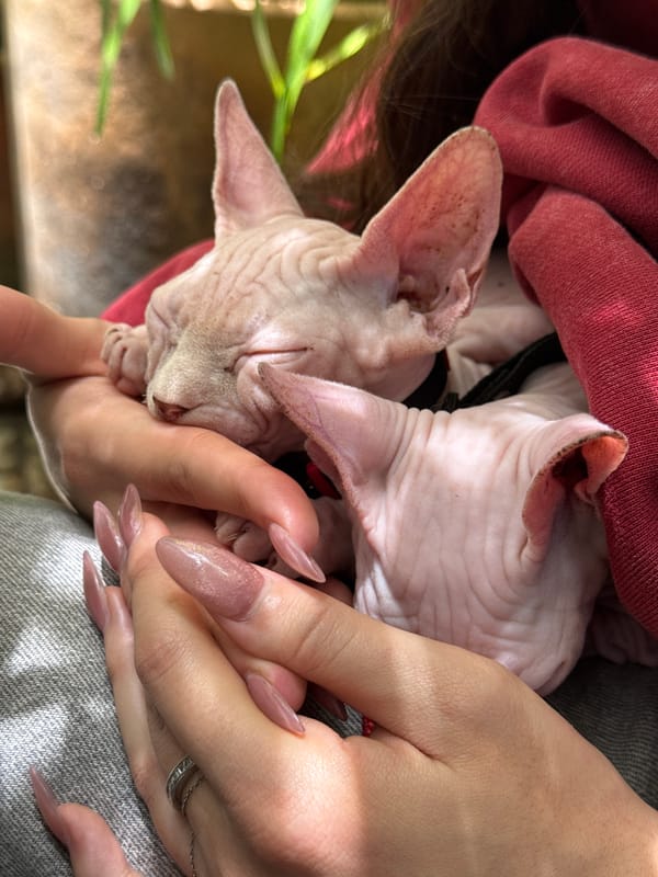 Pair of Sphynx kittens held close in Guadalajara