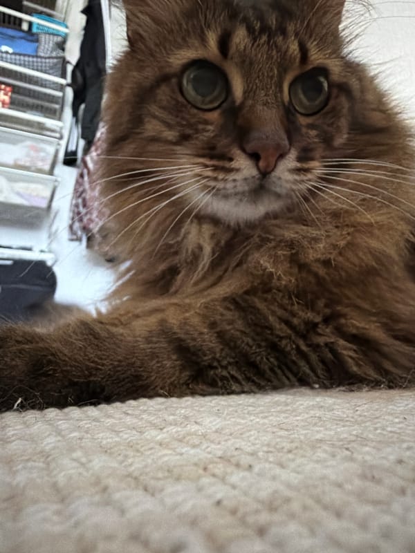 Brown tabby cat lounges and plays on a Kyiv floor