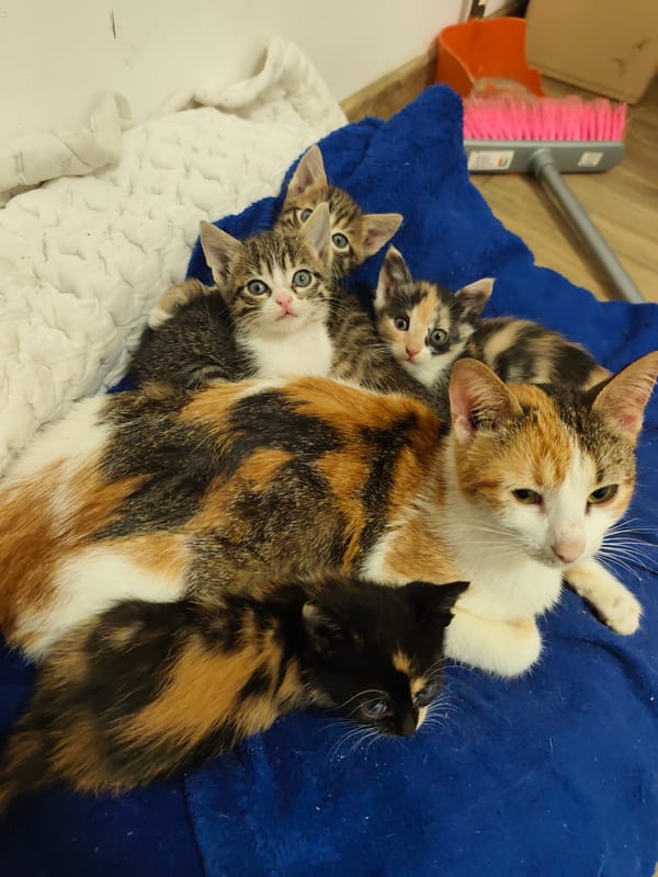 Mother cat and kittens documented at home in Bulgaria