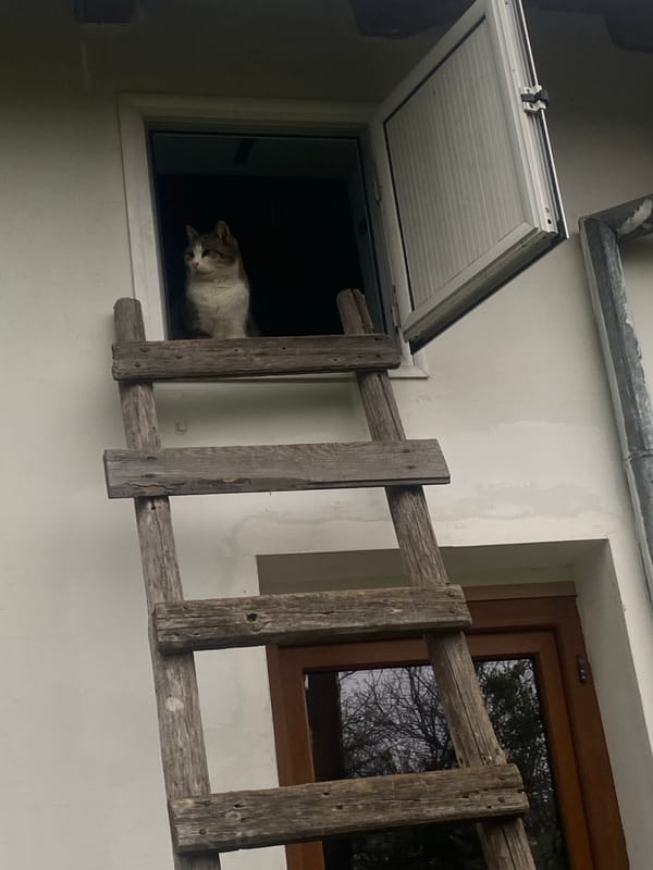 Cat spotted at window in historic Bulgarian village