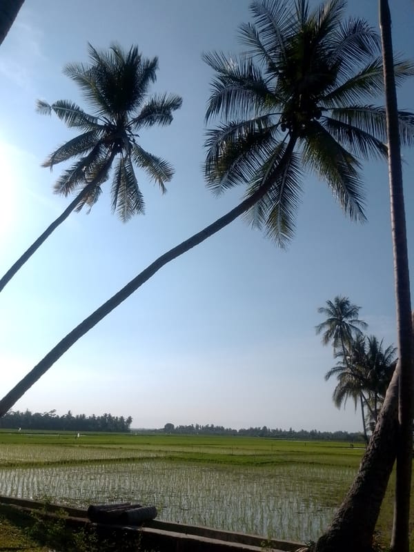 Rural Aceh: farmland, palm trees, and a combine harvester under repair
