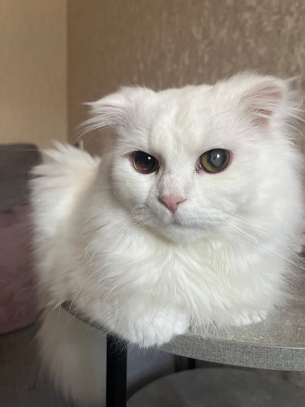White cat with heterochromia resting in Tikhoretsk