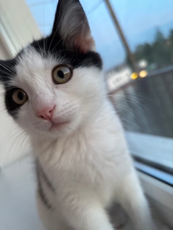 Cats and kittens observed during evening hours in Belarus village