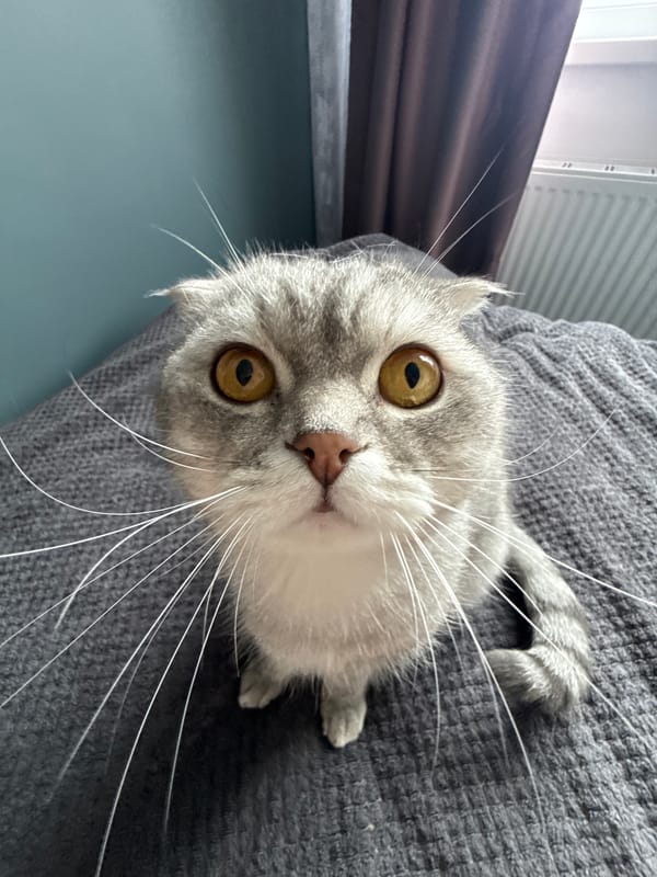 Domestic cats observed in quiet indoor moments