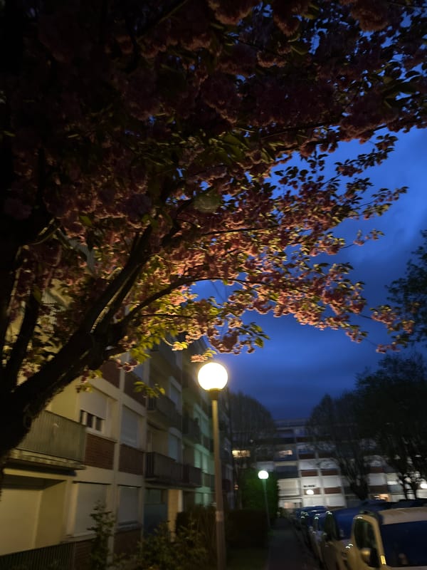 Pink flowering tree blooms on Domont street at night