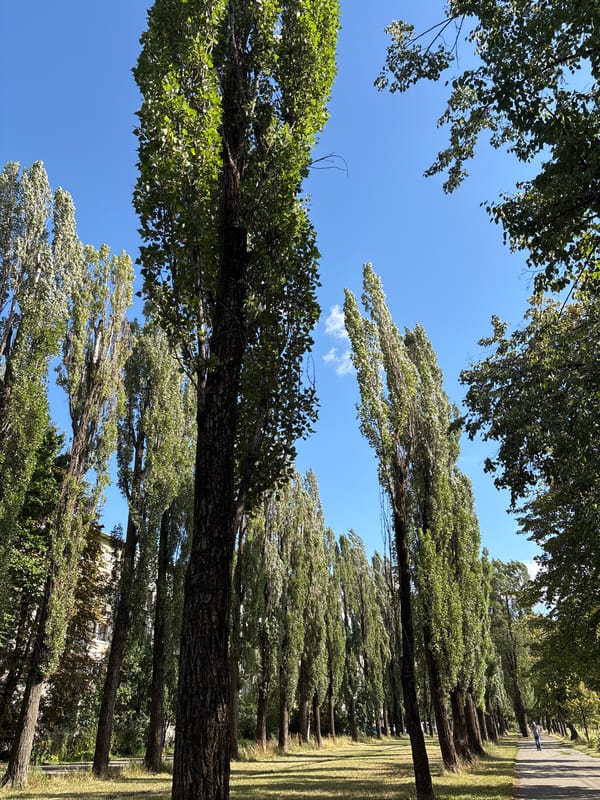 Poplar-lined avenue and parked cars in a Kyiv neighborhood