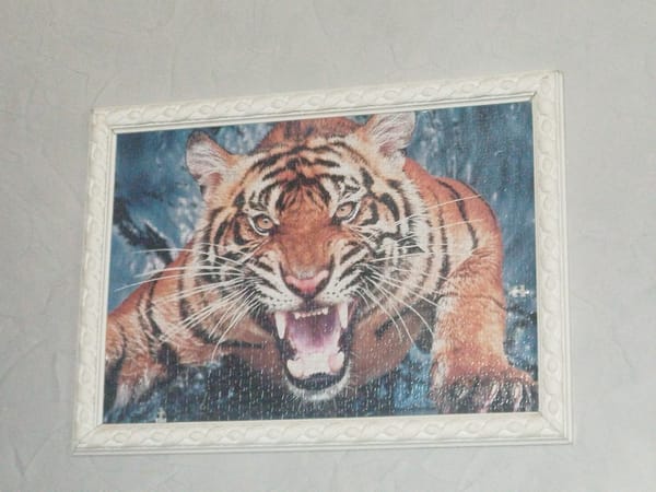 Framed tiger jigsaw puzzle displayed in Gyumri, Armenia