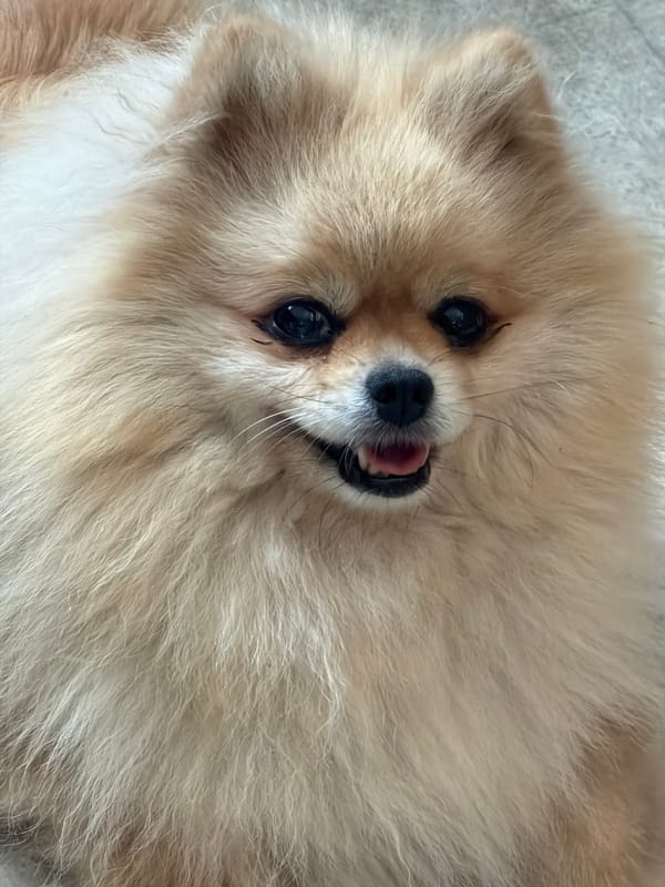 Pomeranians lounging and goofing around at a Polish home