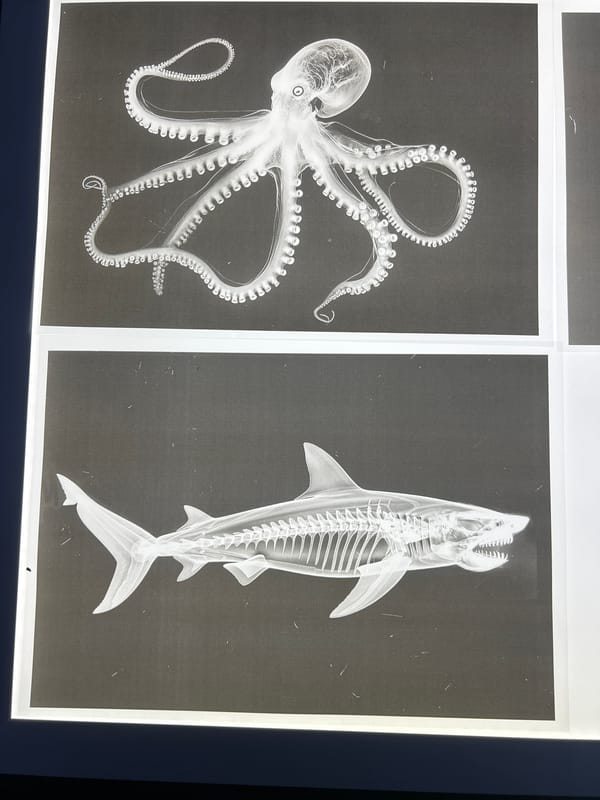 Marine life X-ray images observed in North Wollongong