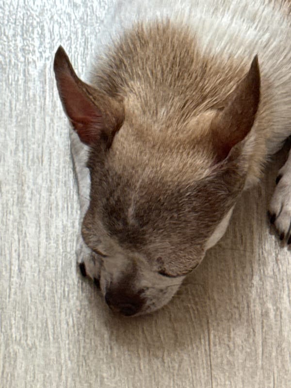 Chihuahua and rabbit napping on a wooden floor in Tambov
