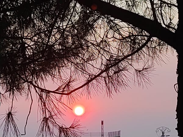 Sunset through pine needles in Sobradillo, Spain