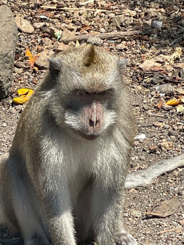 Macaque sightings recorded in two Bali locations within minutes