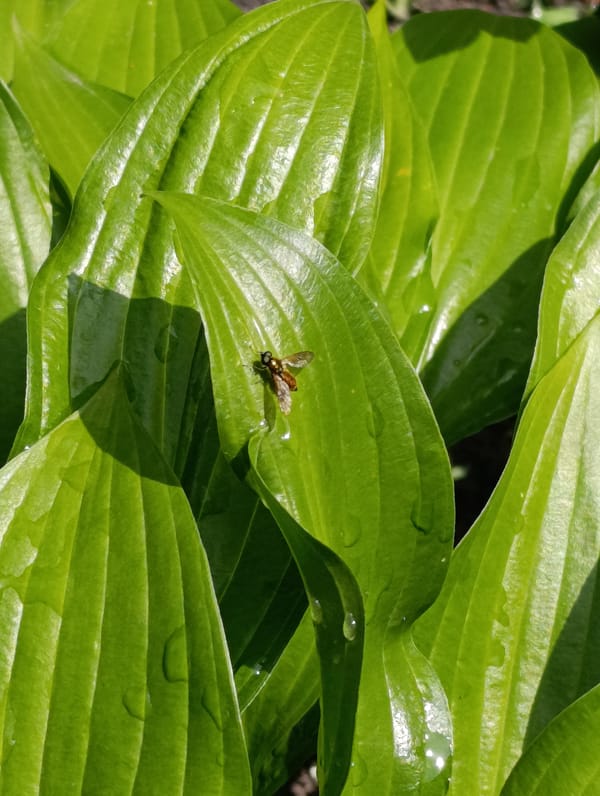 Macro nature photography session documents insects, fungi in Brovary