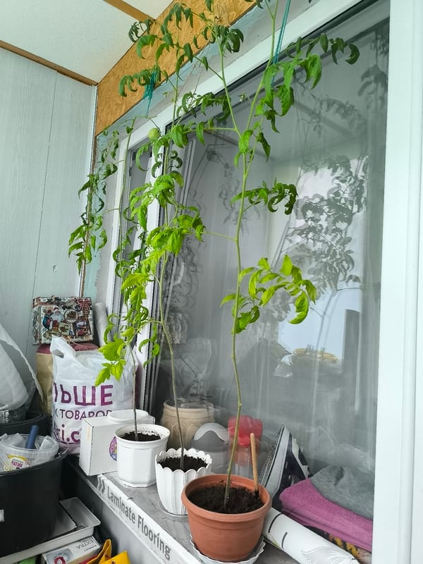 Quiet domestic scenes and outdoor greenery in Kaliningrad