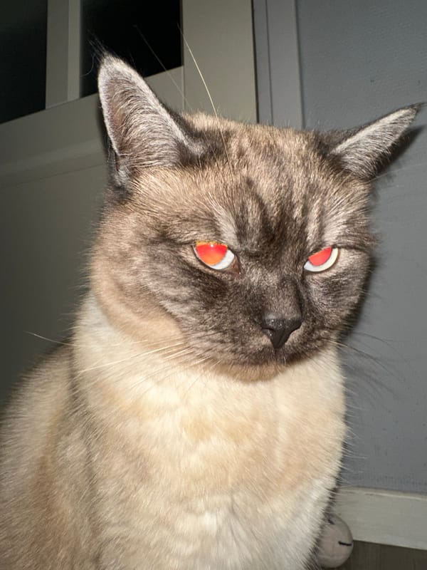 Cat photographed with flash in Houten, Netherlands