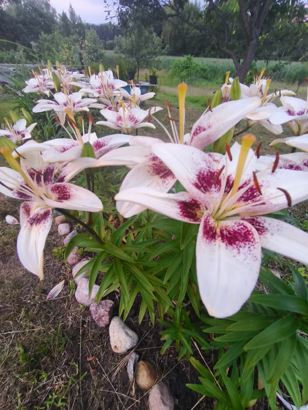 Garden blooms and a dramatic rural sunset in Belarus